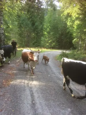 a group of cows walking down a road at Tjonnas Farm Stay in Sauland
