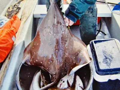 a person holding a large shark in a pan at 6 person holiday home in EIDSVÅG-By Traum in Rød