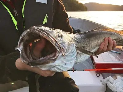 a person holding a fish with a large mouth at 6 person holiday home in EIDSVÅG-By Traum in Rød