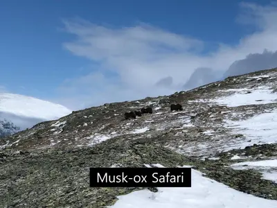a group of animals walking on a snow covered mountain at Dovregubbens Hall in Vålåsjø