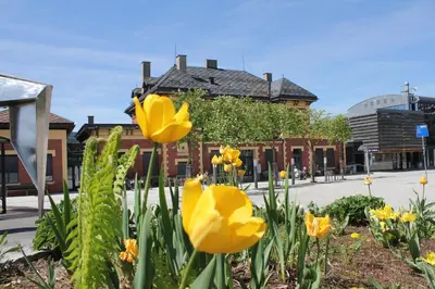 a group of yellow flowers in front of a building at Stasjonen Hotel in Lillehammer