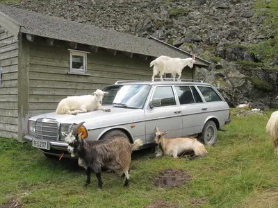 a group of goats standing on top of a car at Steinshølen Holiday Home in Flåm