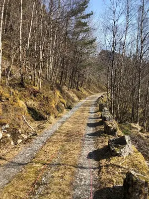 a dirt road in the middle of a forest at Fjordslottet Hotel in Fotlandsvåg