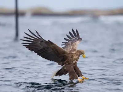 a bird with its wings out in the water at Håholmen - by Classic Norway Hotels in Karvåg