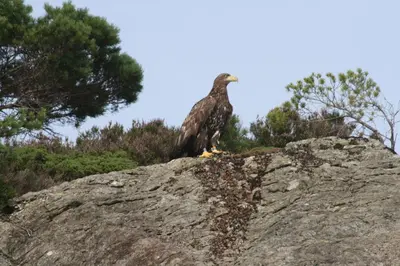 a bird sitting on top of a rock at Langenuen Motel & Camping in Stord