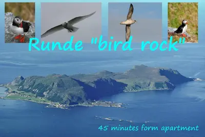 a collage of photos of a bird and a lake at Apartment Ulsteinvik in Ulsteinvik