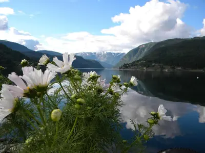 a view of a lake with a bunch of flowers at Brakanes Hotel in Ulvik