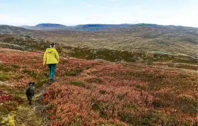 a person in a yellow jacket walking a dog on a hill at Beautiful Home In Vøringsfoss With Wifi in Maurset