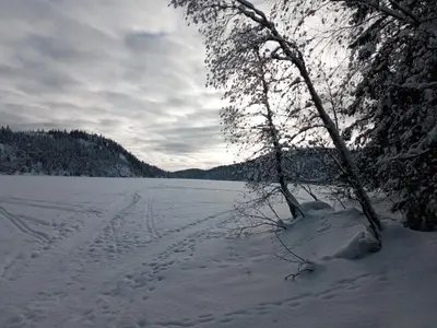 a tree in the snow with tracks in it at Bed and Breakfast Hadeland in Harestua