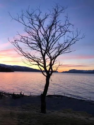a tree sitting on the shore of a body of water at Brekkestranda Fjordhotel in Brekke