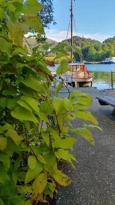 a green plant next to a river with a boat at Rugsund Handelsstad in Rugsund