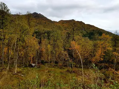 a mountain with a bunch of trees in a field at Leilighet i Åmotsdal in Åmotsdal