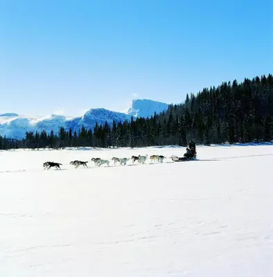 a herd of dogs walking in the snow at Koselig Hytte i Hemsedal with outdoor Sauna in Hemsedal