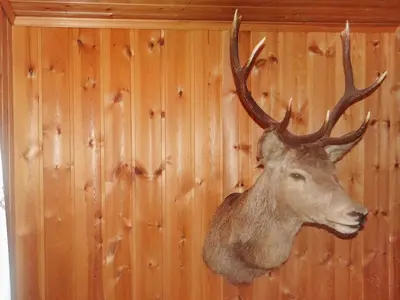 a deer head hanging on a wall at 4 person holiday home in Måndalen in Sæbø