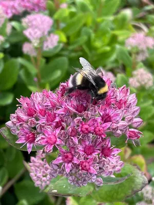 a bee is sitting on top of a purple flower at Orkla Camping in Orkanger