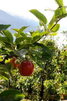 a bunch of tomatoes on a tree in an orchard at Utne Hotel in Utne