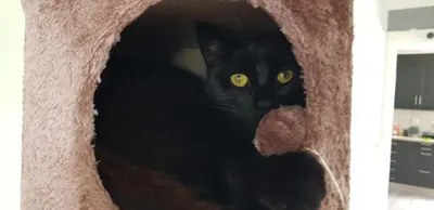 a black cat with yellow eyes sitting in a cat tree at Ålfotevegen 5 in Ålfoten