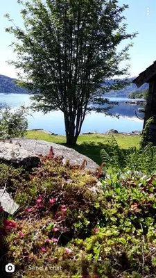 a tree on the shore of a body of water at Bodvarstova in Stryn