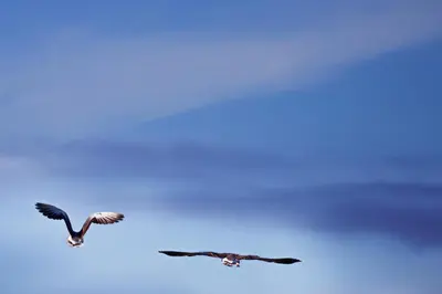 two birds flying in the blue sky at Hotel Frøya in Sistranda