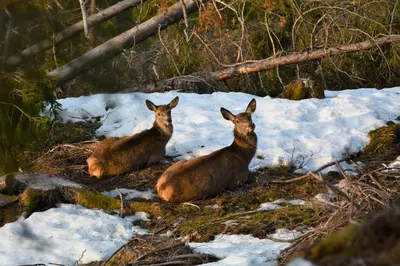 two deer are sitting in the snow at Voss Lodge Rongastovo in Vossevangen