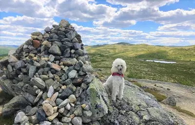 a white dog sitting on top of a pile of rocks at Torsetlia Cottages and Apartments in Uvdal