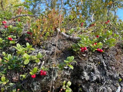 a group of plants on a rock with red berries at Torsetlia Cottages and Apartments in Uvdal