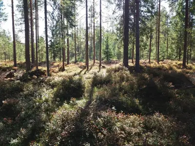 a wooded area with tall trees and plants at Presterudveien 125 in Vikersund