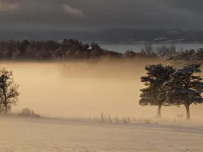 a foggy field with two trees in the background at Kårstua - Austrått Agroturisme in Austrått