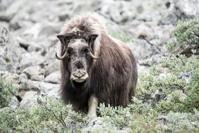 a yak with horns standing on a rocky mountain at Hytter Dombås in Dombås