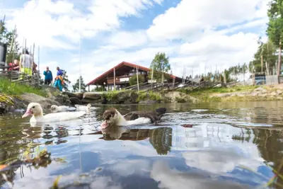 a group of ducks swimming in the water at Hytter Dombås in Dombås