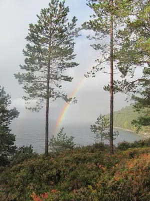 a rainbow over the water with trees at Naustloftet in Hornindal