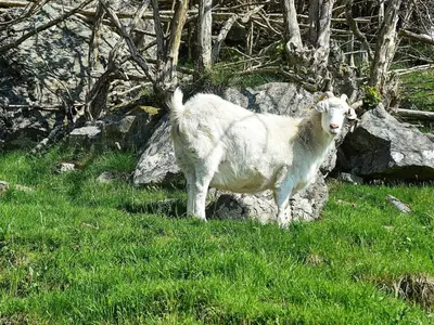a white goat standing next to a rock at 6 person holiday home in Onarheim in Onarheim