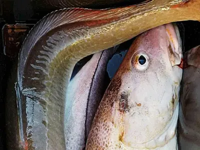 a close up of a fish with a hat on it at 10 person holiday home in Brattvåg in Brattvåg