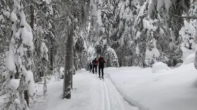 a group of people cross country skiing through a snow covered forest at Charming Lakeside House with sauna in Lillehammer