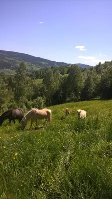 a group of horses grazing in a field of grass at Lille Randklev Gæstehus in Ringebu