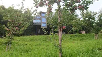 an apple tree in a field with a building in the background at Hardanger Panorama Lodge in Ulvik