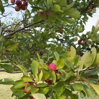 an apple tree with red fruits on it at Landlig idyll med fjordutsikt in Valsøybotn