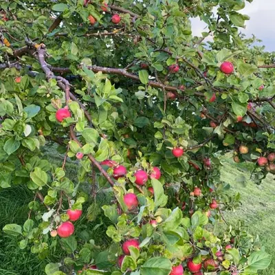 an apple tree with lots of red apples on it at Landlig idyll med fjordutsikt in Valsøybotn