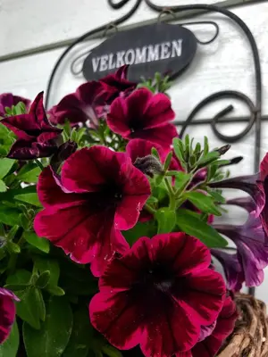 a bunch of pink flowers in a pot next to a sign at Apartment Dreamvalley in Isfjorden