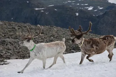 two reindeer are running in the snow at Northern gate Besseggen - Cottage no 17 in Besseggen Fjellpark Maurvangen in Maurvangen