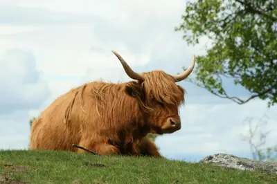 a brown bull laying on a grassy hill at Langedrag Naturpark in Tunhovd