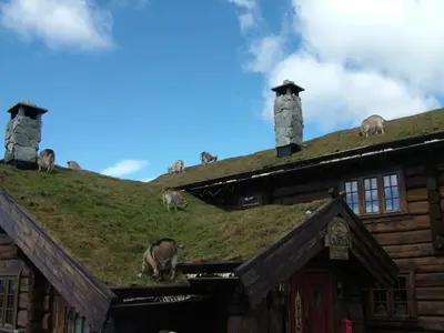 a group of animals on the roof of a building at Langedrag Naturpark in Tunhovd