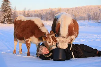 a person laying in the snow next to two cows at Langedrag Naturpark in Tunhovd