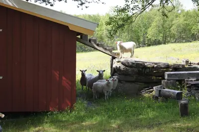a group of sheep standing next to a red building at Bustad Hyttetun in Skåbu