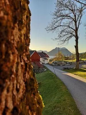 a tree on the side of a road at Fjords view in Sjøholt