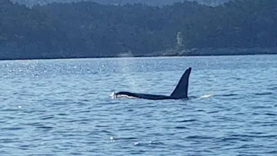 a whale swimming in a body of water at Lille Villa Severin in Mosterhamn