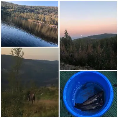 a collage of four pictures with a horse and a lake at Sjoaasen Hytte in Tuddal