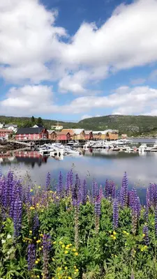 a view of a harbor with purple flowers and boats at The Boathouse in Råkvåg