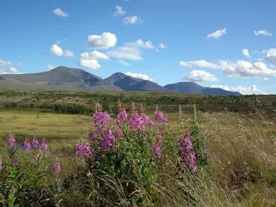 a field of purple flowers with mountains in the background at Romenstad Hytter in Rendalen