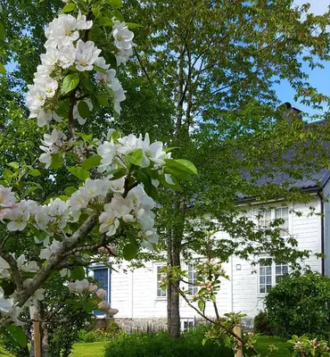 a tree with white flowers in front of a white house at Kjørsvik Øvre in Tornes